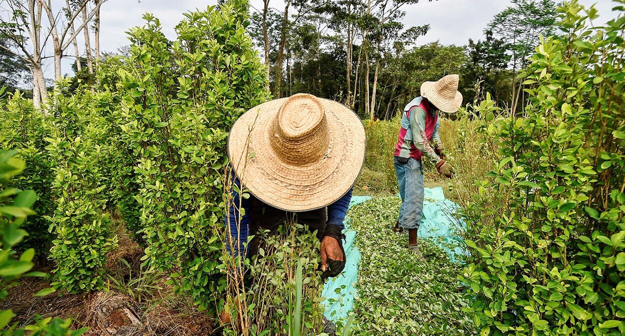 Colombia Experimenta Un Alarmante Aumento Del 13 En La Producción De Coca Según Informe De La 8968